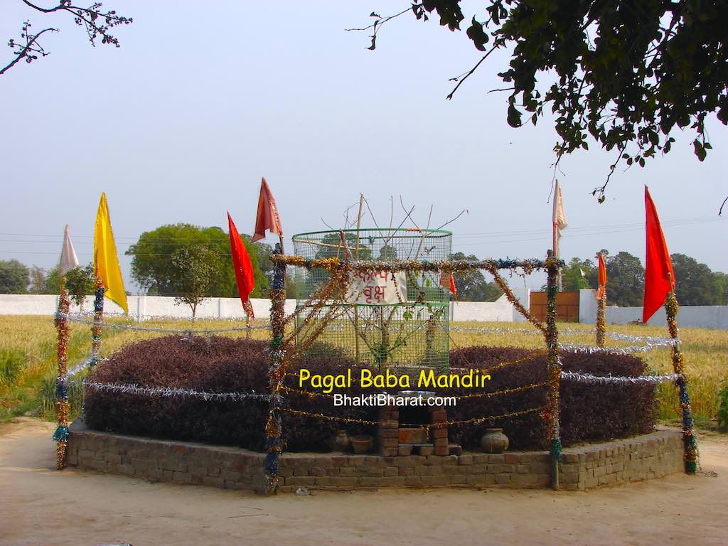 Kalpavriksh with other plants like mint plant, banana tree, kathal tree, mango tree, kadam tree, kachnar tree