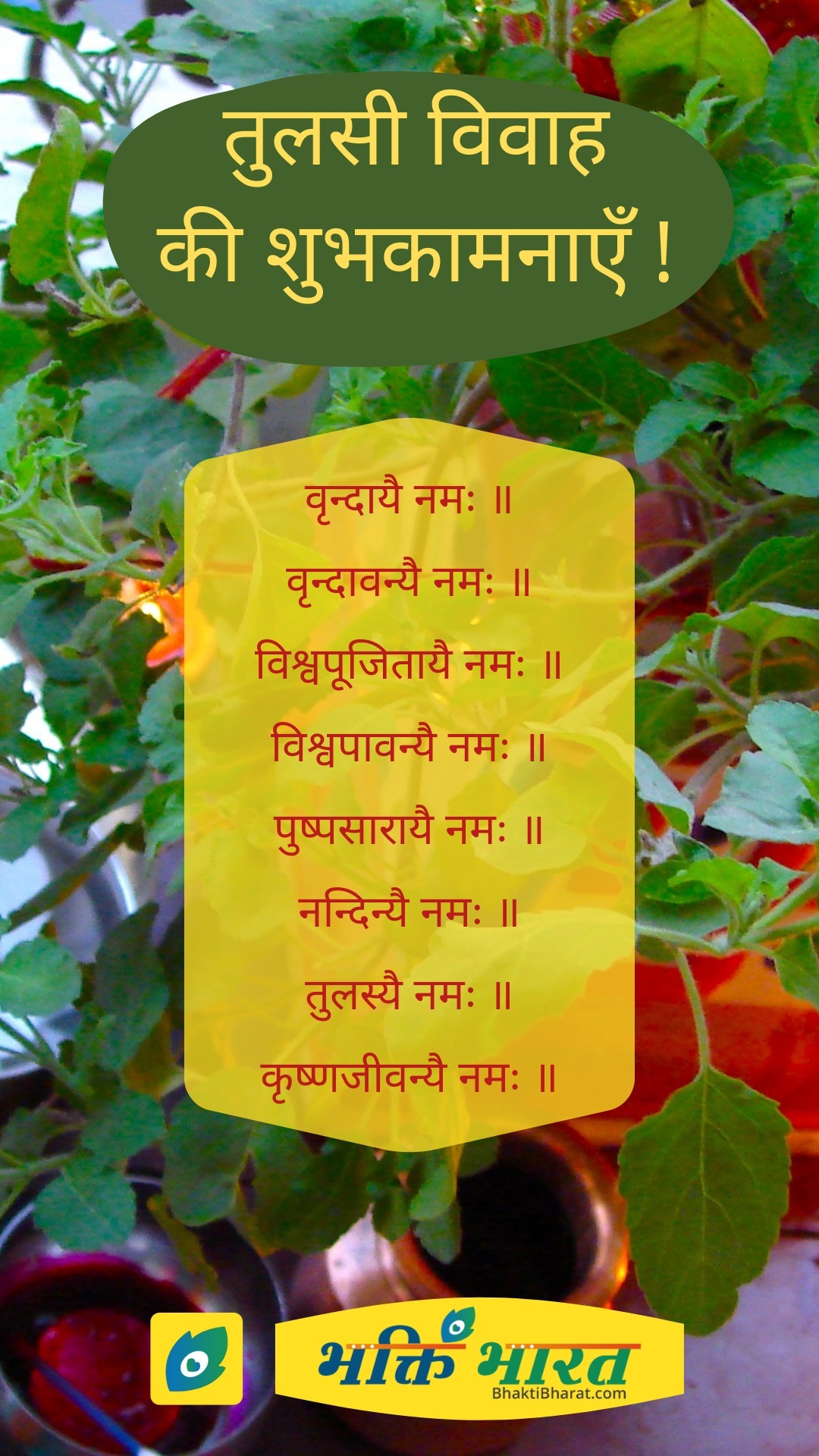 Tulsi Vivah Tulsi Vivah 2023 Date Friday, 24 November 2023